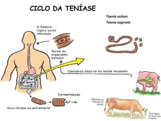 CICLO DA TENÍASE 
Taenia solium 
Taenia saginata 
 