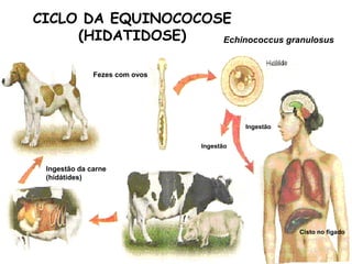 CICLO DA EQUINOCOCOSE 
(HIDATIDOSE) Echinococcus granulosus 
Fezes com ovos 
Ingestão da carne 
(hidátides) 
Ingestão 
Cisto no fígado 
Ingestão 
 