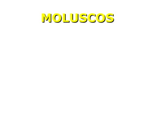 MMOOLLUUSSCCOOSS 
 