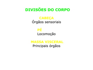 DIVISÕES DO CORPO 
CABEÇA 
Órgãos sensoriais 
PÉ 
Locomoção 
MASSA VISCERAL 
Principais órgãos 
 