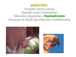 DDIIGGEESSTTÓÓRRIIOO 
CCoommpplleettoo ((bbooccaa ee âânnuuss)) 
DDiiggeessttããoo eexxttrraa ee iinnttrraacceelluullaarr 
GGllâânndduullaass ddiiggeessttóórriiaass -- HHeeppaattooppâânnccrreeaass 
PPrreesseennççaa ddee rráádduullaa ((ggaassttrróóppooddeess ee cceeffaallóóppooddeess)) 
 