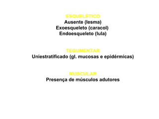 ESQUELÉTICO 
Ausente (lesma) 
Exoesqueleto (caracol) 
Endoesqueleto (lula) 
TEGUMENTAR 
Uniestratificado (gl. mucosas e epidérmicas) 
MUSCULAR 
Presença de músculos adutores 
 