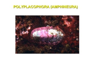 PPOOLLYYPPLLAACCOOPPHHOORRAA ((AAMMPPHHIINNEEUURRAA)) 
QQuuííttoonn 
 