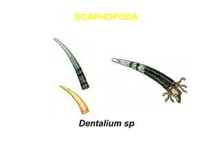 SCAPHOPODA 
Dentalium sp 
 