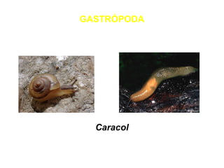 GASTRÓPODA 
Caracol 
 