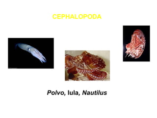 CEPHALOPODA 
Polvo, lula, Nautilus 
 