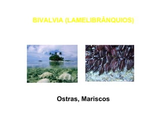 BIVALVIA (LAMELIBRÂNQUIOS) 
Ostras, Mariscos 
 