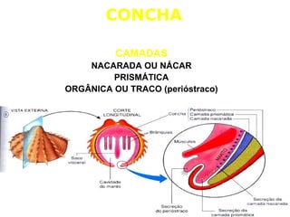 CONCHA 
CAMADAS 
NACARADA OU NÁCAR 
PRISMÁTICA 
ORGÂNICA OU TRACO (perióstraco) 
 