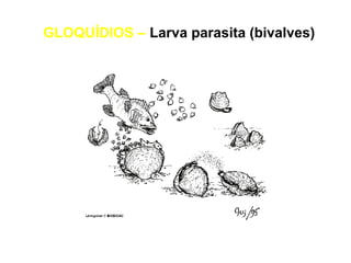GLOQUÍDIOS – Larva parasita (bivalves) 
 