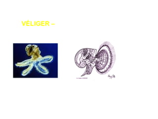 VÉLIGER – Larva ciliada Livre (bivalves) 
 