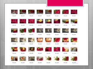 Portfolio contact sheet