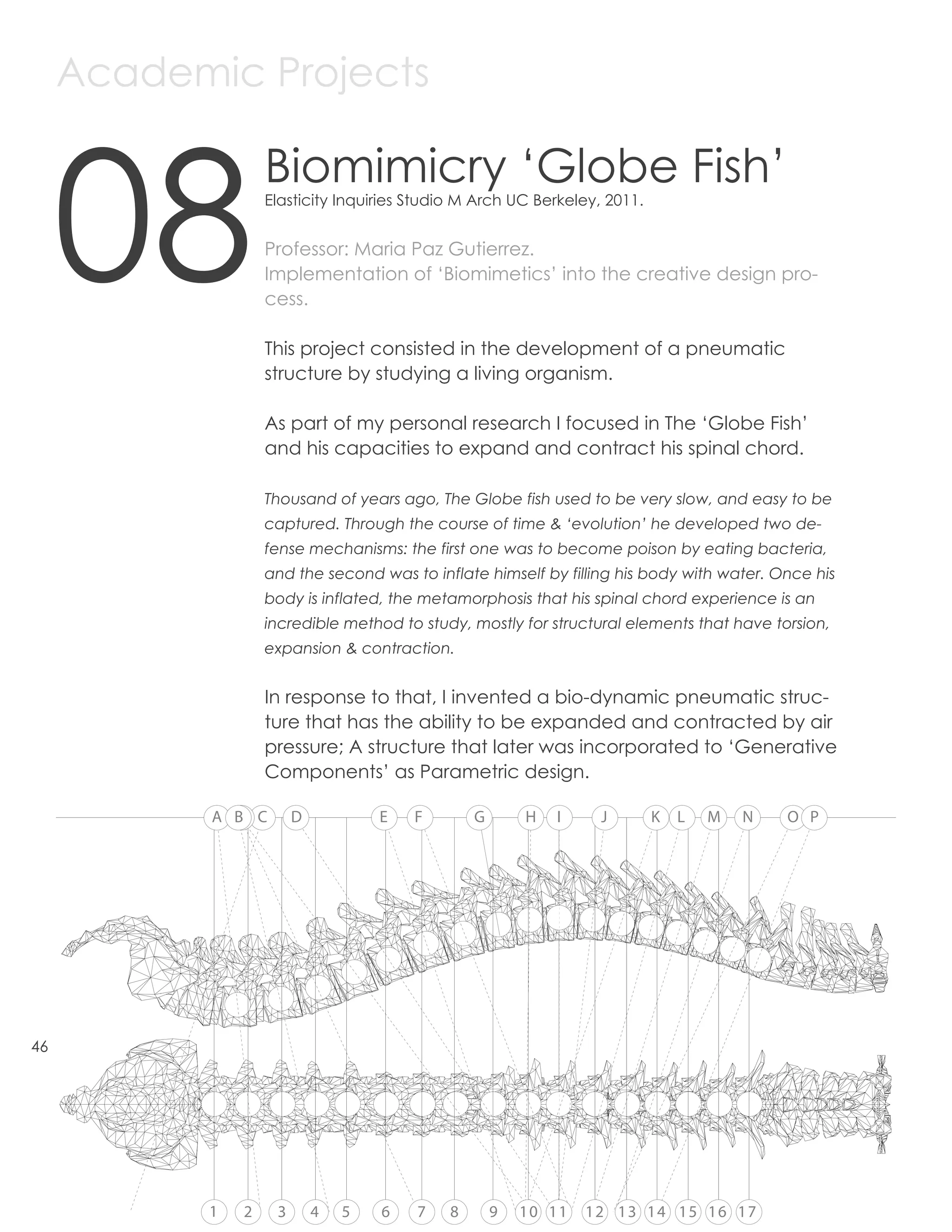 Academic Projects



     08
                   Biomimicry ‘Globe Fish’
                   Elasticity Inquiries Studio M Arch UC Berkeley, 2011.


                   Professor: Maria Paz Gutierrez.
                   Implementation of ‘Biomimetics’ into the creative design pro-
                   cess.

                   This project consisted in the development of a pneumatic
                   structure by studying a living organism.

                   As part of my personal research I focused in The ‘Globe Fish’
                   and his capacities to expand and contract his spinal chord.

                   Thousand of years ago, The Globe fish used to be very slow, and easy to be
                   captured. Through the course of time & ‘evolution’ he developed two de-
                   fense mechanisms: the first one was to become poison by eating bacteria,
                   and the second was to inflate himself by filling his body with water. Once his
                   body is inflated, the metamorphosis that his spinal chord experience is an
                   incredible method to study, mostly for structural elements that have torsion,
                   expansion & contraction.


                   In response to that, I invented a bio-dynamic pneumatic struc-
                   ture that has the ability to be expanded and contracted by air
                   pressure; A structure that later was incorporated to ‘Generative
                   Components’ as Parametric design.

            A B C       D           E   F       G       H   I     J        K   L   M   N   O P




46




           1   2    3       4   5   6   7   8       9   10 11   12 13 14 15 16 17
 