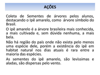 Coleta de Sementes de árvores pelos alunos,
destacando o Ipê amarelo, como árvore símbolo do
Brasil.
O ipê amarelo é a árvore brasileira mais conhecida,
a mais cultivada e, sem dúvida nenhuma, a mais
bela.
Não há região do país onde não exista pelo menos
uma espécie dele, porém a existência do ipê em
habitat natural nos dias atuais é rara entre a
maioria das espécies.
As sementes do ipê amarelo, são levíssimas e
aladas, são dispersas pelo vento.
AÇÕES
 