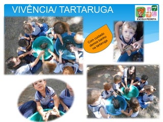 VIVÊNCIA/ TARTARUGA
 