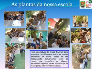 As plantas da nossa escola
Hoje os detetives do Grupo 3 saíram para
investigar, as diferenças entre as plantas
existentes na escola. Antes de sair
pesquisando, conversamos sobre as
partes que compõem as plantas,
separamos algumas partes do nosso pé de
feijão para poder melhor visualizar.
 
