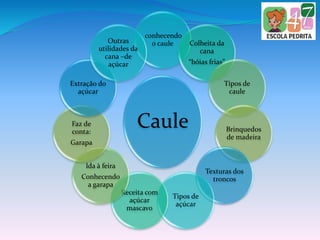 Caule
conhecendo
o caule Colheita da
cana
“bóias frias”
Tipos de
caule
Brinquedos
de madeira
Texturas dos
troncos
Tipos de
açúcar
Receita com
açúcar
mascavo
Ida à feira
Conhecendo
a garapa
Faz de
conta:
Garapa
Extração do
açúcar
Outras
utilidades da
cana –de
açúcar
 