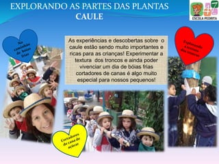 As experiências e descobertas sobre o
caule estão sendo muito importantes e
ricas para as crianças! Experimentar a
textura dos troncos e ainda poder
vivenciar um dia de bóias frias
cortadores de canas é algo muito
especial para nossos pequenos!
EXPLORANDO AS PARTES DAS PLANTAS
CAULE
 