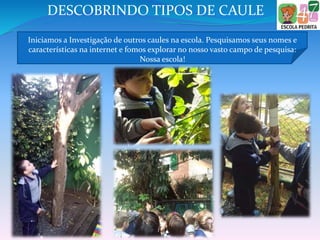 DESCOBRINDO TIPOS DE CAULE
Iniciamos a Investigação de outros caules na escola. Pesquisamos seus nomes e
características na internet e fomos explorar no nosso vasto campo de pesquisa:
Nossa escola!
 