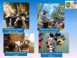 Procurando caules
pela escola
Tirando o decalque do
caule
Boias frias colhendo
cana no “canavial”
Degustando a cana de
açúcar.
 