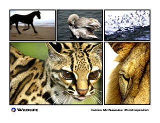 Wildlife   Laura McNamara: Photography
 