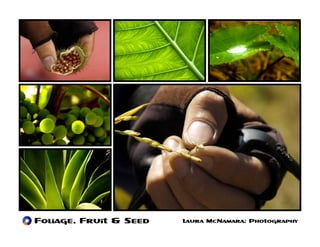 Foliage, Fruit & Seed   Laura McNamara: Photography
 