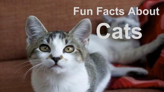 Fun Facts About
Cats
 
