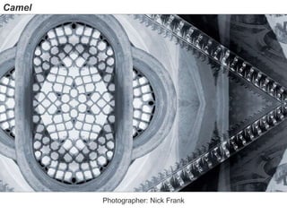 Photographer: Nick Frank
Camel
 