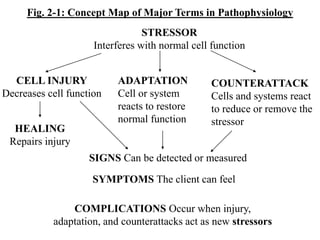 Fig. 2-1: Concept Map of Major Terms in Pathophysiology
CELL INJURY
Decreases cell function
ADAPTATION
Cell or system
reacts to restore
normal function
STRESSOR
Interferes with normal cell function
HEALING
Repairs injury
COUNTERATTACK
Cells and systems react
to reduce or remove the
stressor
SIGNS Can be detected or measured
SYMPTOMS The client can feel
COMPLICATIONS Occur when injury,
adaptation, and counterattacks act as new stressors
 