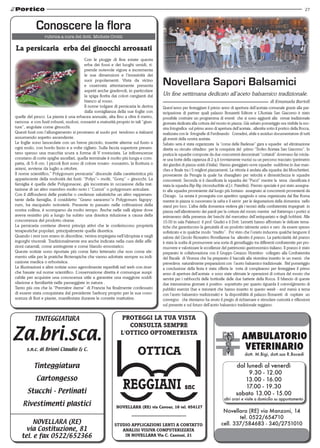 27



            Conoscere la flora
La persicaria erba dei ginocchi arrossati
                                         Con le piogge di fine estate questa
                                         erba dei fossi e dei luoghi umidi, ri-
                                         prende notevole vigore e incrementa
                                         le sue dimensioni e l’invasività dei
                                         suoi popolamenti. Vista da vicino
                                         e osservata attentamente presenta           Novellara Sapori Balsamici
                                         aspetti anche gradevoli, in particolare
                                         la spiga fiorita dai colori cangianti dal   Un fine settimana dedicato all’aceto balsamico tradizionale.
                                         bianco al rosso.                                                                                                   di Emanuela Bartoli
                                         Il nome volgare di persicaria le deriva     Quest’anno per festeggiare il primo anno di apertura dell’acetaia comunale grazie alla par-
                                         dalla somiglianza della sue foglie con      tecipazione di partner quali palazzo Bonaretti Editore e L’Acetaia San Giacomo è stato
quelle del pesco. La pianta è una erbacea annuale, alta fino a oltre il metro,       possibile costruire un programma di eventi che si sono aggiunti alla ormai tradizionale
ramosa e con fusti robusti, nodosi, rossastri a maturità proprio in tali “giun-      giornata dedicata alla cottura del mosto in piazza. Già sabato pomeriggio era visibile la mo-
ture”, angolate come ginocchi.                                                       stra fotografica sul primo anno di apertura dell’acetaia , allestita sotto il portico della Rocca,
Questi fusti con l’allungamento si prostrano al suolo poi tendono a rialzarsi        realizzata con le fotografie di Ferdinando Corradini, abile e assiduo documentatore di tutti
assumendo aspetto ascendente.                                                        gli eventi della nostra acetaia.
Le foglie sono lanceolate con un breve picciolo, inserite alterne sul fusto a        Sabato sera è stata organizzata la “corsa delle Badesse” gara a squadre ad eliminazione
ogni nodo, con bordo liscio e a volte cigliato. Sulla faccia superiore presen-       diretta su circuito cittadino per la conquista del primo “Trofeo Acetaia San Giacomo”. In
tano spesso una macchia scura a forma di V rovesciata. Le infiorescenze              pratica le squadre composte da due concorrenti denominati “cottaioli” dovevano far rotola-
constano di corte spighe ascellari, quella terminale è molto più lunga e com-        re una botte della capienza di 2 q.li (ovviamente vuota) su un percorso tracciato (perimetro
patta, di 5-8 cm. I piccoli fiori sono di colore rosato- rossastro, la fioritura o   dei giardini di piazza unità d’italia). Hanno gareggiato nove squadre suddivise in due man-
antesi, avviene da luglio a ottobre.                                                 ches e finale tra i 5 migliori piazzamenti. La vittoria è andata alla squadra dei Moschettieri,
Il nome scientifico,” Polygonum persicaria” discende dalla caratteristica più        proveniente da Perugia la quale ha sbaragliato per velocità e dimestichezza le squadre
appariscente della nodosità dei fusti: “Polys”= molti, “Gony” = ginocchi. La         concorrenti. Seconda si è classificata la squadra dei “Pucci” mentre la terza classificata è
famiglia è quella delle Polygonacee, già incontrata in occasione della trat-         stata la squadra Bip-Bip (riconducibile al J.t. Paterlini). Premio speciale è poi stato assegna-
tazione di un altro membro molto noto i “Curzoi” o polygonum aviculare.              to alla squadra proveniente dal luogo più lontano assegnato ai concorrenti provenienti da
Con il diffondersi delle pratiche o credenze salutistiche un altro rappresen-        Chicago. La serata è proseguita con aperitivo spagnolo e cena organizzata dal Bar Roma
tante della famiglia, il cosiddetto “Grano saraceno”o Polygonum fagopy-              mentre in piazza si cuocevano la saba e il savòr per le degustazioni della domenica nello
rum, ha riacquisito notorietà. Presente in passato nelle coltivazioni della          stand pro loco. L’alba della domenica vedeva già i tecnici della confraternita impegnati in
nostra collina, è scomparso da molto tempo. Anche nelle valli alpine dove            piazza nell’allestimento dei paioli per la cottura del mosto mentre nel frattempo i portici si
aveva resistito più a lungo ha subito una drastica riduzione a causa della           animavano della presenza dei banchi del mercatino dell’antiquariato e degli hobbisti. Alle
concorrenza del prodotto cinese.                                                     10.00 in sala Palatucci il prof. Giudici e il Dott. Lemetti hanno affrontato le delicate tema-
La persicaria contiene diversi principi attivi che le conferiscono proprietà         tiche che garantiscono la genuinità di un prodotto talmente unico e raro da essere spesso
terapeutiche popolari, principalmente quella diuretica.                              sofisticato e in qualche modo “tradito”. Poi visto che l’orario induceva qualche languore il
Quando i reni non erano in disordine, veniva impiegata nell’idropisia e negli        salone del Circolo Ricreativo Novellarese ha allestito il pranzo. La particolarità del pranzo
ingorghi viscerali. Tradizionalmente era anche indicata nella cura delle affe-       è stata la scelta di promuovere una sorta di gemellaggio tra differenti confraternite per pro-
zioni catarrali, come astringente e come blando emostatico.                          muovere e valorizzare le eccellenze del patrimonio gastronomico italiano. Il pranzo è stato
Queste notizie sono riportate più come fatto letterario che non come ele-            preparato in collaborazione con il Gruppo Creazzo Vicentino collegato alla Confraternita
mento utile per le pratiche fitoterapiche che vanno adottate sempre su indi-         del Bacalà di Vicenza che ha preparato il baccalà alla vicentina inserito in un menù che
cazione medica o erboristica.                                                        prevedeva naturalmente preparazioni con l’aceto balsamico tradizionale. Nel pomeriggio
Le illustrazioni e altre notizie sono agevolmente reperibili nel web con ricer-      a conclusione della festa è stata offerta la torta di compleanno per festeggiare il primo
che basate sul nome scientifico. L’osservazione diretta è comunque auspi-            anno di apertura dell’acetaia e sono state ultimate le operazioni di cottura del mosto che
cabile per acquisire una conoscenza utile a garantire una maggiore soddi-            servirà per i rabbocchi delle botticelle delle due batterie della Rocca. Il bilancio di queste
sfazione e familiarità nelle passeggiate in natura .                                 due intensissime giornate è positivo soprattutto per quanto riguarda il coinvolgimento di
Tanto più ora che la “Première dame” di Francia ha finalmente confessato             pubblici esercizi (bar e ristoranti che hanno inserito in questo week - end menù a tema
di essere stata conquistata dal presidente Sarkozy proprio per la sua cono-          con l’aceto balsamico tradizionale) e la disponibilità di palazzo Bonaretti di ospitare un
scenza di fiori e piante, manifestata durante le corsette mattutine.                 convegno che riteniamo ha avuto il pregio di richiamare e stimolare curiosità e riflessioni
                                                                                     sul presente e sul futuro dell’aceto balsamico tradizionale reggiano.


                                                              PROTEGGI LA TUA VISTA
                                                                 CONSULTA SEMPRE
                                                              L'OTTICO OPTOMETRISTA


                                                                        OTTICA                                                             dott. M.Bigi, dott.ssa R.Bocedi

                                                                                                                                     dal lunedì al venerdì
                                                                                                                                        09.30 - 12.00
                                                                                                                                        13.00 - 16.00
                                                                                                                                         17.00 - 19.30
                                                                                                                                     sabato 13.00 - 15.00
                                                                                                                             altri orari e visite a domicilio su appuntamento
                                                            NOVELLARA (RE) via Cavour, 16 tel. 654127
                                                                                                                            Novellara (RE) via Manzoni, 14
                                                                                                                                   tel. 0522/654710
                                                           STUDIO APPLICAZIONI LENTI A CONTATTO                            cell. 337/584683 - 340/2751010
                                                              ANALISI VISIVA COMPUTERIZZATA
                                                               IN NOVELLARA Via C. Cantoni, 21
 