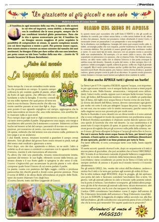 24




                               Un pizzicotto ai più piccoli e non solo
     …Il bambino,in ogni momento della sua vita, è esposto alla società
                    in cui vive ed imparerà, senza dubbio, a destreggiarsi               SIAMO NEL MESE DI APRILE
                    con le condizioni che le sono proprie, sempre che le
                    sue condizioni interiori glielo permettano. Dato che             In questo mese può succedere che soffi forte il VENTO e che gli uccelli ne
                    la vita è spesso sconcertante per lui, il bambino ha             sfruttino le correnti, per volare senza fatica, a volte senza battere le ali: allora
                                                                                     si dice che planano. Anche noi possiamo volare sfruttando il vento! Certo, è
                    un bisogno ancora maggiore di poter acquisire la
                                                                                     necessario avere un paracadute o un parapendio o una mongolfiera!
     possibilità di comprendere se stesso, in questo complesso mondo                 Se la sfruttiamo con intelligenza, l’energia del vento può esserci molto utile: è,
     con cui deve imparare a venire a patti. Per poterne essere capace,              infatti, un’energia pulita che non inquina, poiché trasforma la forza del vento
     deve essere aiutato a trovare un senso coerente dal tumulto dei suoi            in corrente elettrica. Per produrla si usano grandi pale che sembrano mulini
     sentimenti, ha bisogno d’idee per dare ordine alla sua casa interiore,          a vento. Ci sono tanti tipi di venti, ciascuno con un proprio nome a seconda
     per poter creare su tale base l’ordine della sua vita …(tratto da “Il           delle sue caratteristiche. Ad esempio, c’è un vento caldo e secco, che soffia
     mondo Incantato”di Bruno Bettelheim).                                           soprattutto in primavera e in autunno, che si chiama Fohn. Dal Sahara nasce,
                                                                                     invece, un altro vento caldo che si chiama Scirocco e che porta ovunque la
                                                                                     sabbia rossa del deserto. Quando si parla del vento, si dice sempre che è di-
                                                                                     spettoso: infatti scompiglia i capelli, solleva le gonne, soffia via i fogli di giornale
                                                                                     e i cappelli. Ma il vento porta lontano anche i pollini dei fiori, perché possano
                                                                                     nascere nuovi frutti. Alcune piante, poi, hanno i semi a forma di elica e, quando
                                                                                     cadono, girano proprio come le pale di un elicottero. In questo modo possono
                                                                                     volare lontano e trovare nuovi terreni accoglienti dove mettere le radici.

                                                                                        Si dice anche APRILE tutti i giorni un barile!
     Tanto tempo fa, c’era un contadino molto anzia-                                 La Terra è per il 71% coperta d’ACQUA, eppure l’acqua, così importan-
     no che possedeva un campo. In questo campo                                      te per ogni essere vivente, non è sempre facile da trovare e interi popoli
     coltivava le più svariate qualità di piante, alberi                             soffrono la sete. Nella foresta amazzonica, i temporali sono abbon-
     da frutto di ogni specie, che offrivano cibo ab-                                danti, l’aria è molto umida, eppure non è sempre facile trovare l’acqua.
     bondante a tutta la famiglia. Il vecchio contadi-                               Così, gli Indios dell’Amazzonia incidono con un coltello un particolare
     no era solito ripetere che quel pezzo di terra era                              tipo di liana, dal taglio esce acqua fresca e buona come da una fonte.
     tutta la sua ricchezza. Diceva anche che alla sua                               Le donne dei deserti dell’Africa, invece, devono camminare ogni giorno
     morte sarebbe passato ai suoi due figli e, dopo                                 per molte ore sotto il sole per attingere l’acqua dai pozzi. La trasporta-
     aver posato il suo sguardo orgoglioso sul campo, aggiungeva che la              no nei vasi, ma ne usano solo lo stretto necessario, perché sanno che
     terra nascondeva un tesoro che, una volta riemerso, non avrebbe fat-            nella stagione secca non pioverà più per molti mesi.
     to mancare nulla ai suoi eredi.                                                 Anche in Australia ci sono deserti con un clima torrido e ci sono animali
     Poco tempo dopo egli morì e i figli cominciarono a cercare il tesoro di         che si sono sviluppati in modo da sopravvivere con pochissima acqua.
     cui tanto aveva parlato il padre. Impugnarono una zappa, una vanga e            Il Moloch Horridus australiano è chiamato anche diavolo spinoso ed è
     assoldarono altri uomini che li aiutassero a scavare. Iniziarono col fare       una specie di lucertola che vive nel deserto. La sua caratteristica è di
     buche nel terreno ai lati del campo, pensando di trovare oro e gemme            avere tutto il corpo ricoperto di spine, in questo modo raccoglie le pre-
     preziose, poi scavarono al centro, ma senza trovare niente.                     ziose gocce di rugiada che poi gli scorrono sulla pelle della schiena, ver-
     Gli operai, vedendo che dal terreno non era emerso nulla, pretesero la          so il muso: gli basta allungare la lingua e l’acqua gli arriva fino in bocca.
     loro paga e se ne andarono.                                                     Per noi è ancora facile avere acqua buona da bere, per lavarci o per
     I due fratelli, invece, rimasero increduli a guardare il campo ormai            cucinare, ci basta aprire un rubinetto, ma non dobbiamo dimenticarci
     distrutto. Solo gli alberi dal grosso fusto erano rimasti in piedi, tutti gli   di non sprecarla, perché è un bene prezioso per tutta la Terra.
     altri erano stati sradicati e giacevano a terra.                                Fra tante difficoltà, vi sono comunque tante cose belle, basta saperle
     Poco dopo, uno dei due, spazientito e deluso, se ne andò, l’altro si            cogliere.
     sedette su di un sasso e cominciò a osservare con lo sguardo radente            Vi sarete accorti, quando ritorna il sole, dopo un acquazzone e il cielo è
     il terreno, mentre il sole tramontava all’orizzonte.                            ancora pieno di goccioline, che può accadere che si formi l’ARCOBALE-
     Fu allora che vide una pianticella, rimasta miracolosamente intatta,            NO. Si tratta di un fenomeno naturale di grande bellezza e suggestione,
     spuntare dal terreno: le sue foglie, vibrando scosse dalla brezza, pa-          tanto che in molte culture è simbolo della benevolenza divina.
     revano dorate e il suo frutto giallo si spingeva in alto verso il sole.         L’arcobaleno viene considerato un ponte tra la Terra e il Cielo ed è da
     L’uomo s’inginocchiò per accarezzare la piccola pianta e solo allora            sempre simbolo di unione e di pace tra il mondo terreno e il mondo
     comprese quale fosse il tesoro di cui aveva parlato il padre.                   ultraterreno.
     La pianta, curata con pazienza dal figlio saggio, crebbe e produsse             Per gli antichi GRECI, Iris, vestita dei colori dell’Arcobaleno, andava e
     pannocchie dai chicchi grandi e dorati come gemme preziose. Prese               veniva fra il cielo e la terra per portare agli uomini gli ordini di Zeus.
     il nome di MAIS e da allora diede abbondanza al popolo delle Ande,              Per la tribù indiana degli IROCHESI, dopo la pioggia, gli dei aprivano
     tanto da essere chiamato l’oro degli Inca.                                      una porta del cielo e facevano scendere l’arcobaleno fino a terra. Un
     (Cosetta Zanotti, tratto dal libro Leggende di Cusco).                          giorno, tutti gli animali salirono in cielo a brucare nelle praterie celesti,
                                                                                     ma la porta si richiuse, l’arcobaleno scomparve, gli Indiani allora prega-
                                                                                     rono gli dei di far ritornare gli animali sulla terra: alcuni ritornarono, altri
                                                                                     non ritornarono più, ma fu così che nacquero le costellazioni.
                                                                                     L’antica CINA considerava l’arcobaleno come il segno dell’unione di
                                                                                     Yin (l’elemento femminile dell’universo) e Yang (l’elemento maschile).
                                                                                     C’è poi, in EUROPA, la leggenda di origine celtica secondo cui, alla fine
                                                                                     dell’arcobaleno, gli elfi custodiscono una pentola piena d’oro e il bello è
                                                                                     che chi la trova può tenerselo! Voi sapete qualcosa in proposito?

                                                                                               Arrivederci al mese di
                                                                                                    MAGGIO!
 