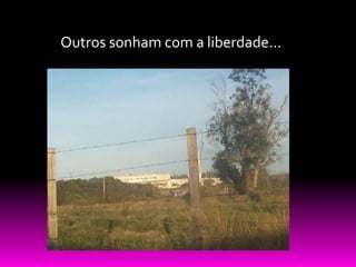 Outros sonham com a liberdade...
 