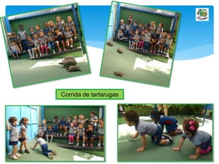 Corrida de tartarugas
 