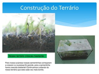 Construção do Terrário
Nosso terrário cresceu bastante.
Para nossa surpresa nossas sementinhas começaram
a crescer e a surpresa foi grande, pois a sementinha
havia crescido bastante! Continuamos cuidando do
nosso terrário que esta cada vez mais bonito.
 
