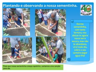 Plantando e observando a nossa sementinha.
Dorme
sementinha,
com tanta
ternura, vou
deixar-te agora
nessa terra
escura, mas não
te abandono,
virei todo dia,
sobre o seu
canteiro jogar
água fria!
Para que nossa sementinha cresça rapidinho, cantamos uma canção
para ela.
 