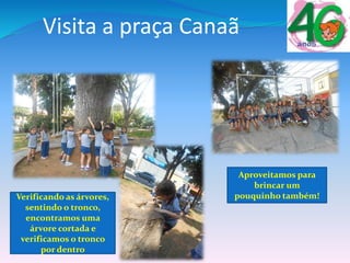 Visita a praça Canaã
Verificando as árvores,
sentindo o tronco,
encontramos uma
árvore cortada e
verificamos o tronco
por dentro
Aproveitamos para
brincar um
pouquinho também!
 