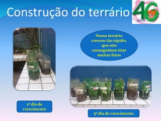 Construção do terrário
Nosso terrário
cresceu tão rápido,
que não
conseguimos tirar
muitas fotos
2º dia de
crescimento
5º dia de crescimento
 