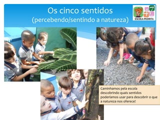 Os cinco sentidos
(percebendo/sentindo a natureza)
Caminhamos pela escola
descobrindo quais sentidos
poderíamos usar para descobrir o que
a natureza nos oferece!
 