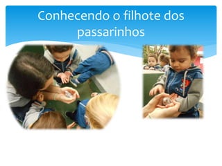 Conhecendo o filhote dos
passarinhos
 