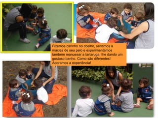 Fizemos carinho no coelho, sentimos a
maciez de seu pelo e experimentamos
também manusear a tartaruga, lhe dando um
gostoso banho. Como são diferentes!
Adoramos a experiência!
 