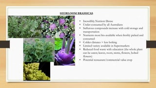 HEIRLOOM BRASSICAS
• Incredibly Nutrient Dense
• Under-consumed by all Australians
• Sulfurous compounds increase with cold storage and
transportation
• Nutrients most bio-available when freshly picked and
consumed
• Colder climates = less bolting
• Limited variety available in Supermarkets
• Reduced food waste with education (the whole plant
can be eaten; leaves, roots, stems, flowers, bolted
flowers)
• Potential restaurant/commercial value crop
 