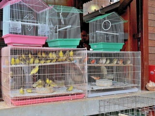 Port louis - Central Market - 2012
