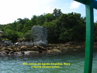 Mar calmo de águas límpidas, flora e fauna exuberantes... 