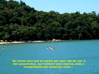 Os únicos sons que se ouvem por aqui, são do mar e dos passarinhos, que habitam essa reserva, onde a tranqüilidade tem endereço certo...  