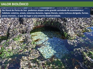 VALOR BIOLÓXICO
No litoral de Porto do Son podemos atopar unha grande variedade de ecosistemas e
hábitats: esteiros, areais, sistemas dunares, lagoas litorais, costa rochosa abrigada, furnas,
pozas mareais… o que da lugar a una enorme biodiversidade.
 