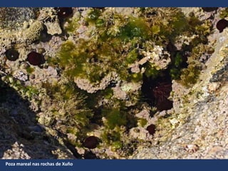 Poza mareal nas rochas de Xuño
 