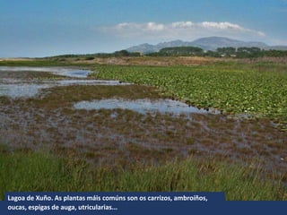 Lagoa de Xuño. As plantas máis comúns son os carrizos, ambroíños,
oucas, espigas de auga, utricularias...
 