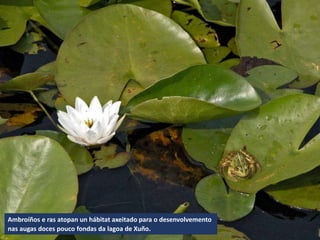 Ambroíños e ras atopan un hábitat axeitado para o desenvolvemento
nas augas doces pouco fondas da lagoa de Xuño.
 