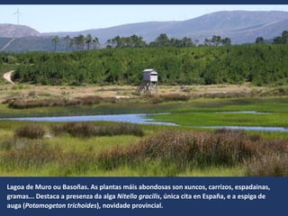Lagoa de Muro ou Basoñas. As plantas máis abondosas son xuncos, carrizos, espadainas,
gramas... Destaca a presenza da alga Nitella gracilis, única cita en España, e a espiga de
auga (Potamogeton trichoides), novidade provincial.
 
