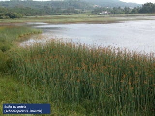 Buño ou antela
(Schoenoplectus lacustris)
 