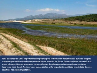 Toda esta área ten unha importancia excepcional pola combinación de formacións dunares e lagoas
costeiras que acollen unha boa representación de especies de flora e fauna asociadas aos areais e ás
zonas húmidas. Destaca a presenza como aniñantes de píllaras papudas que crían en contados
lugares do noso litoral. No inverno as lagoas acollen unha importante cantidade e variedade de aves
acuáticas nos pasos migratorios.
 